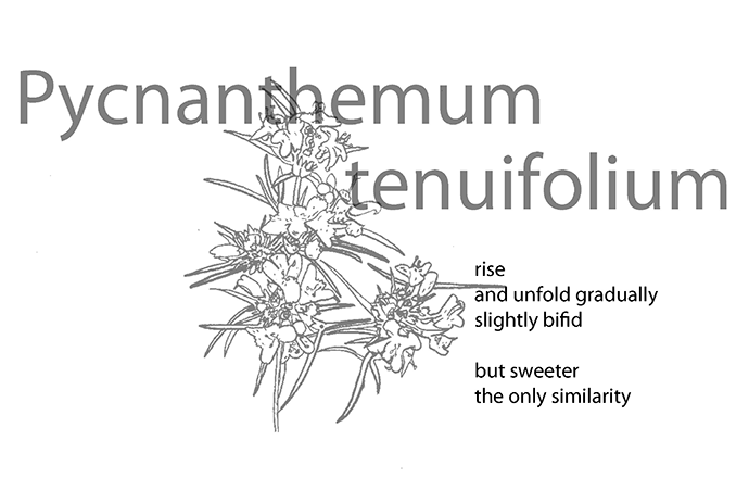 Florula Ludoviciana, a botanical cut-up of Louisiana requires image support.