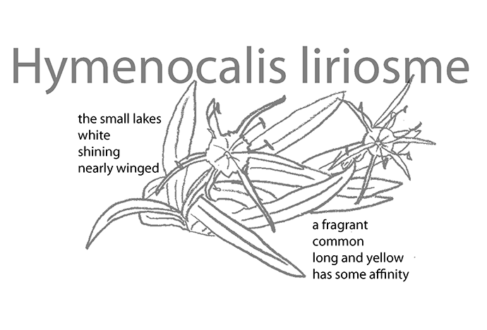 Florula Ludoviciana, a botanical cut-up of Louisiana requires image support.