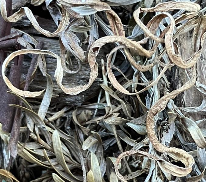 Asemic Realizations #17 (Leaves)
