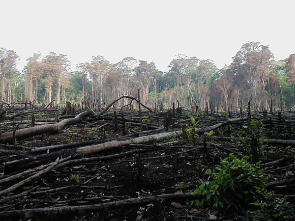 Jungle burned for agriculture in southern Mexico by Jamie Dwyer