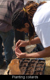 Planting collards