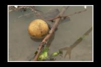 Ball and Fruit Floating